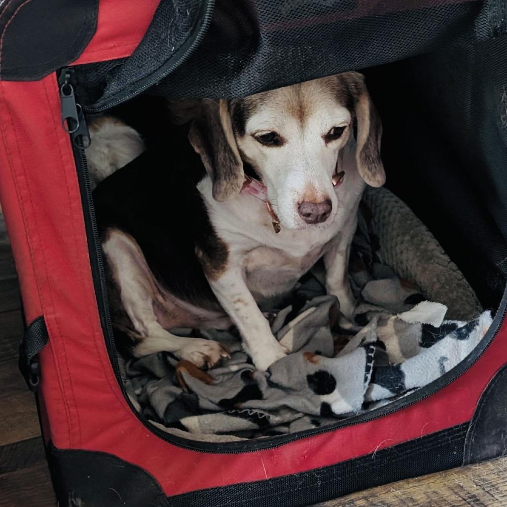 Enlarge Rosette D10435, a Adoptable mixed breed in Princeton, MN image 2/6