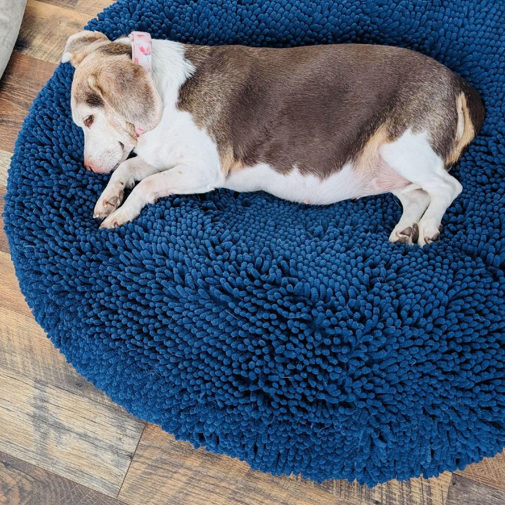 Enlarge Rosette D10435, a Adoptable mixed breed in Princeton, MN image 3/6