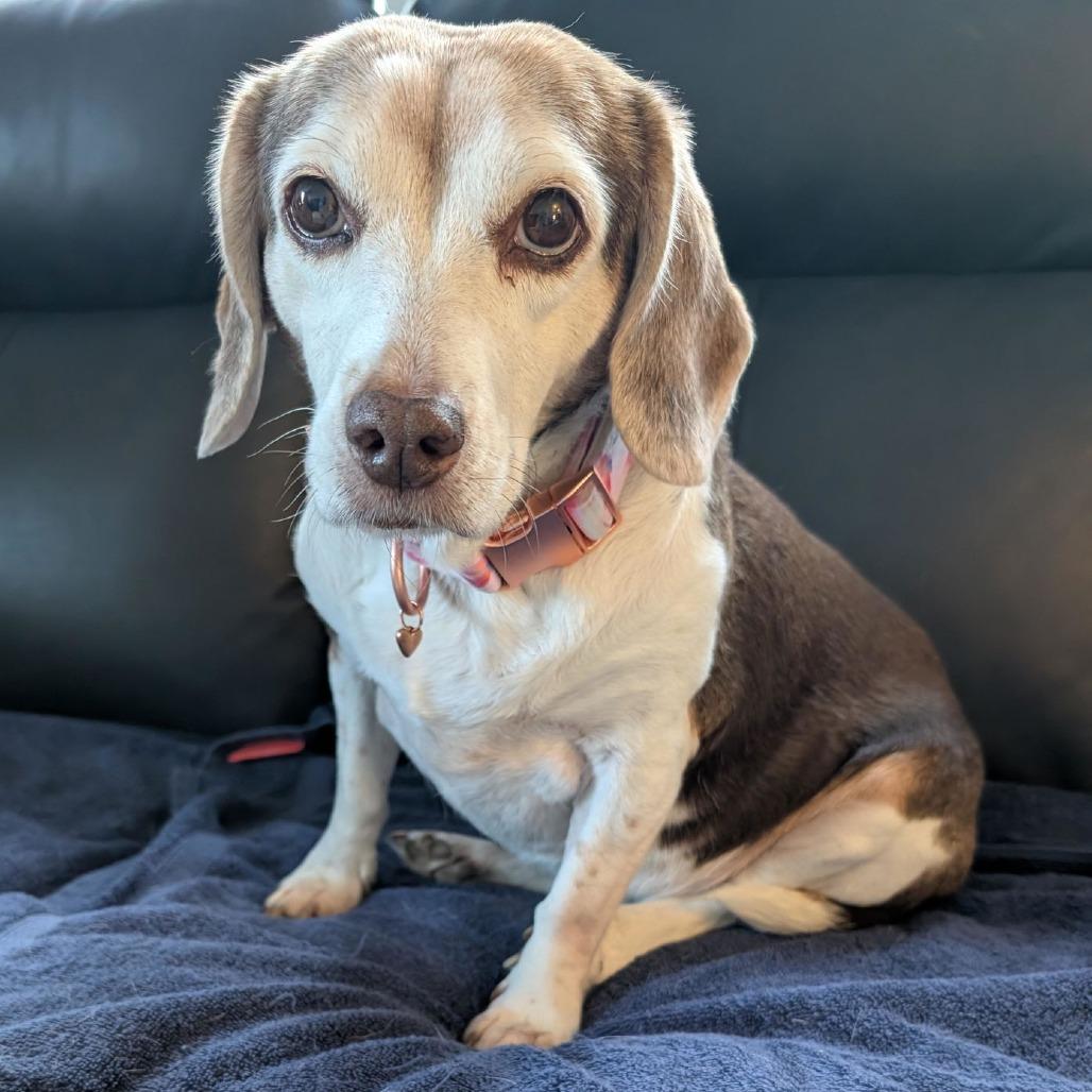 Enlarge Rosette D10435, a Adoptable mixed breed in Princeton, MN image 4/6