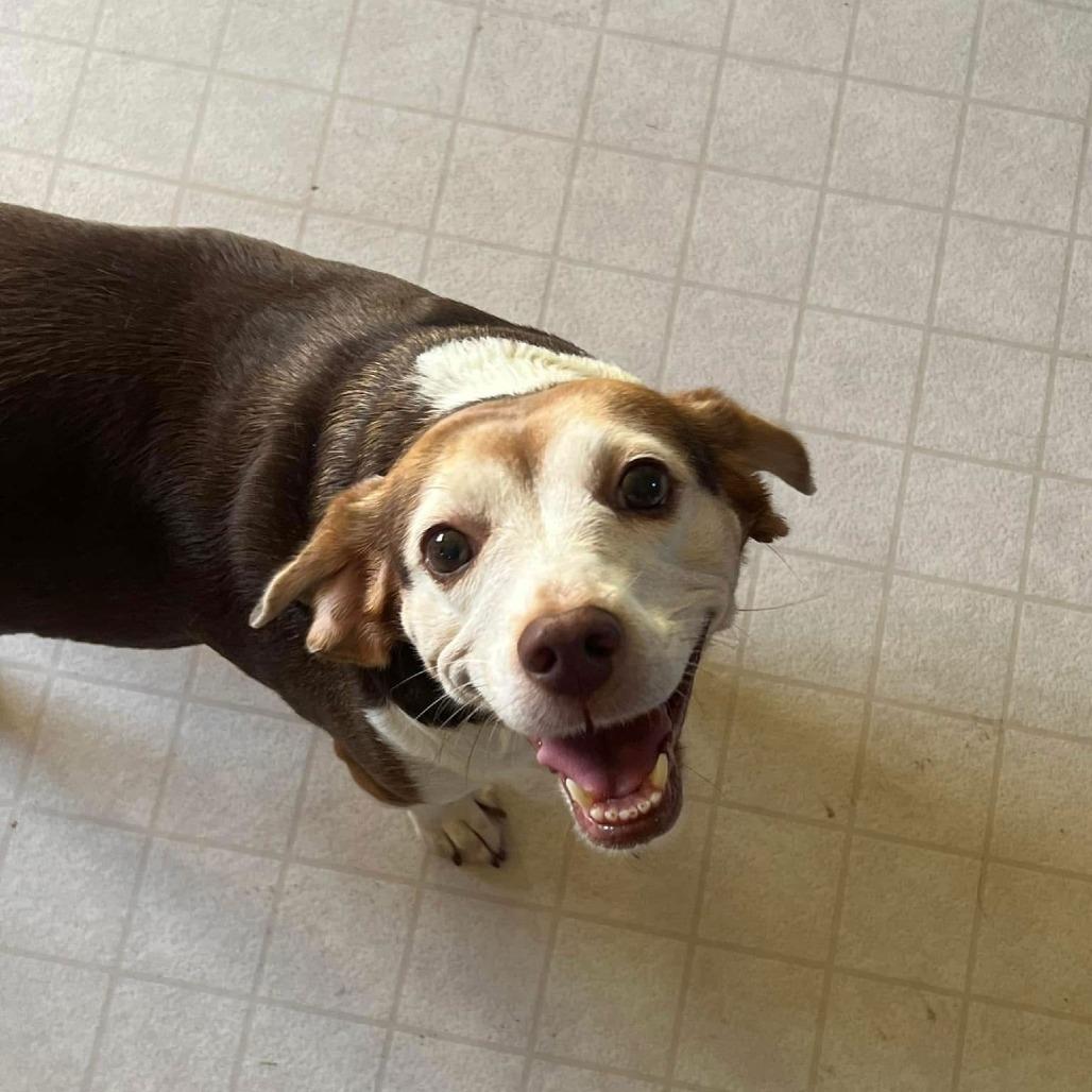 Rosette D10435 — thumbnail 5