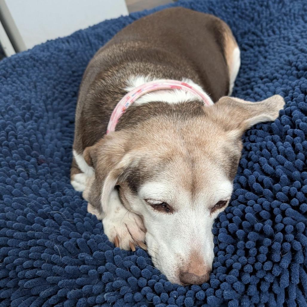 Rosette D10435 — thumbnail 6