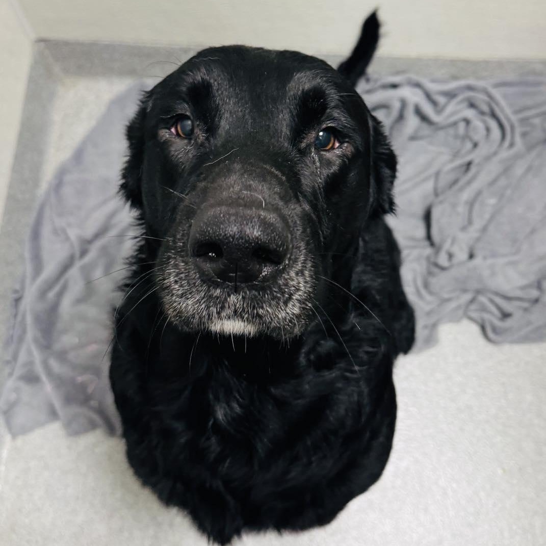 SALEM, Adoptable, Adult Male Labrador Retriever.
