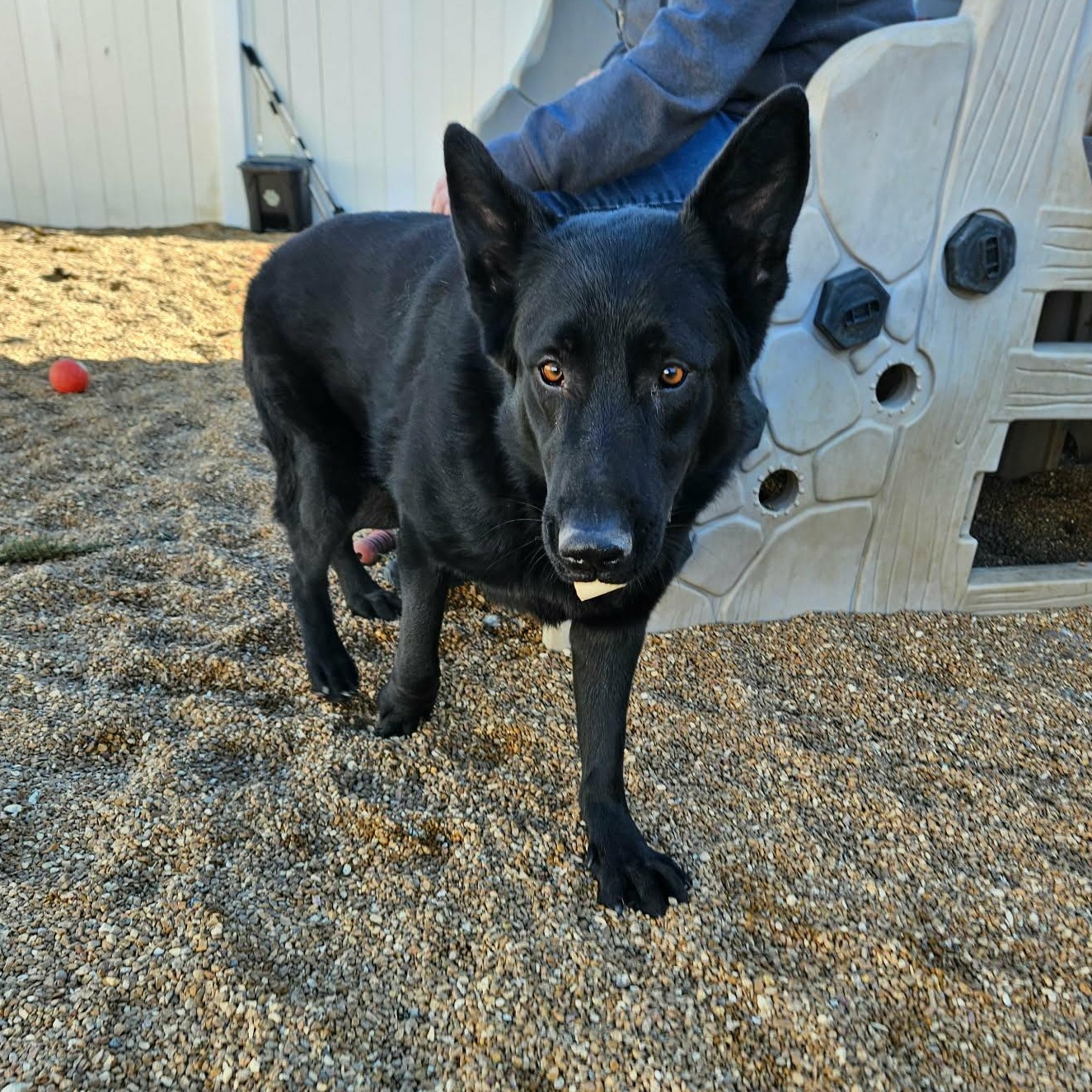 Enlarge Cruz, an adopted German Shepherd Dog in Chesterfield, MO image 2/4