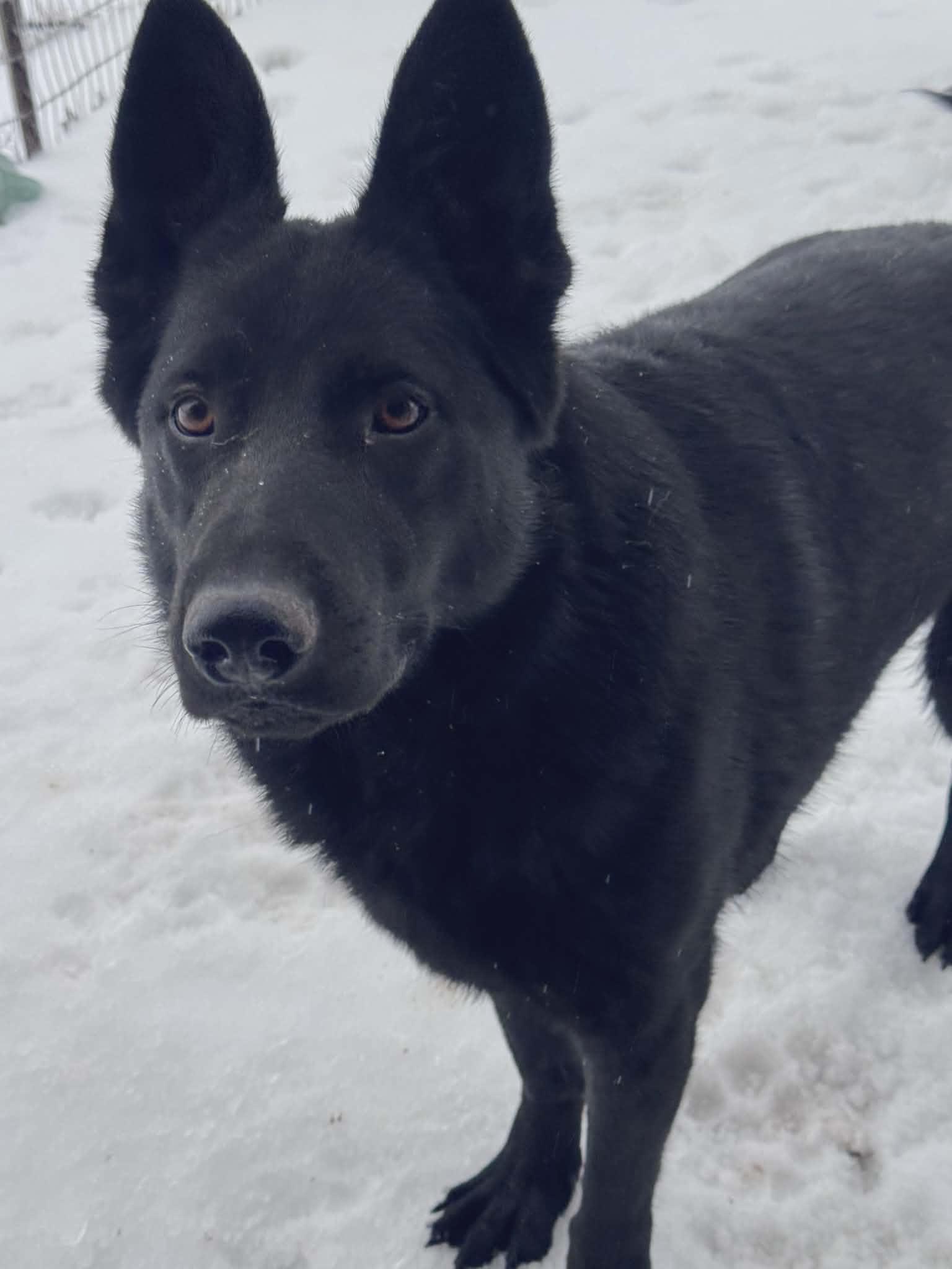 Cruz, adopted, Adult Male German Shepherd Dog.