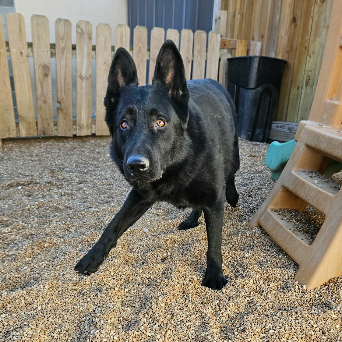 Enlarge Cruz, an adopted German Shepherd Dog in Chesterfield, MO image 3/4