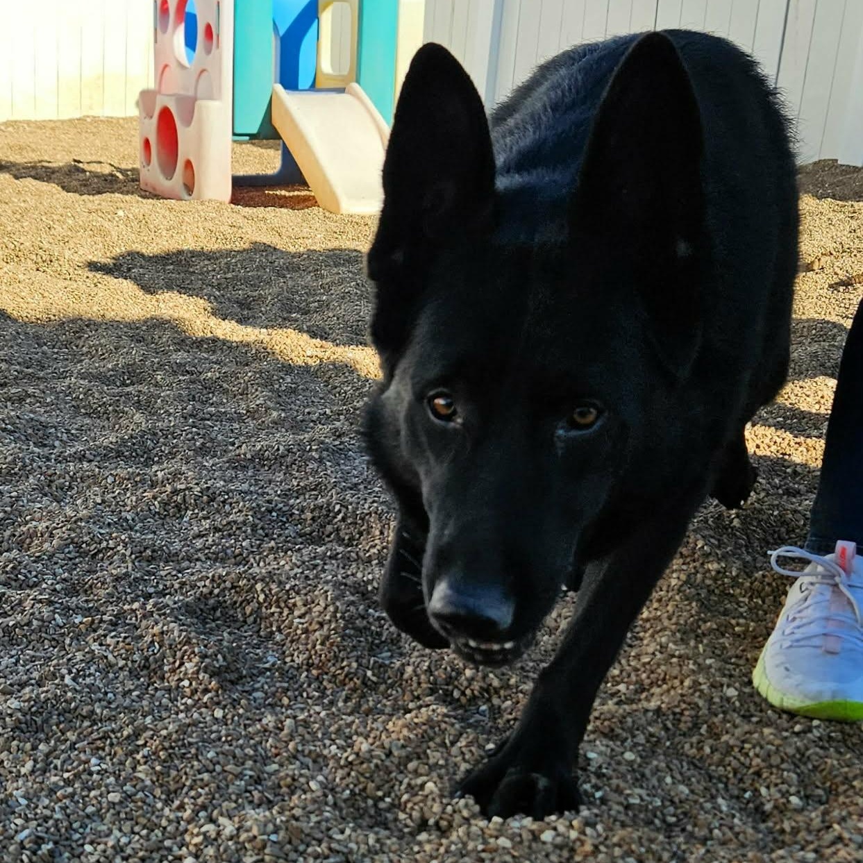 Enlarge Cruz, an adopted German Shepherd Dog in Chesterfield, MO image 4/4