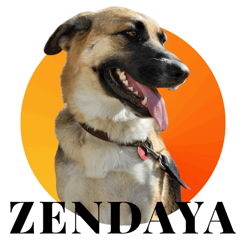 Enlarge Zendaya, a Adoptable mixed breed in Temecula, CA image 1/10