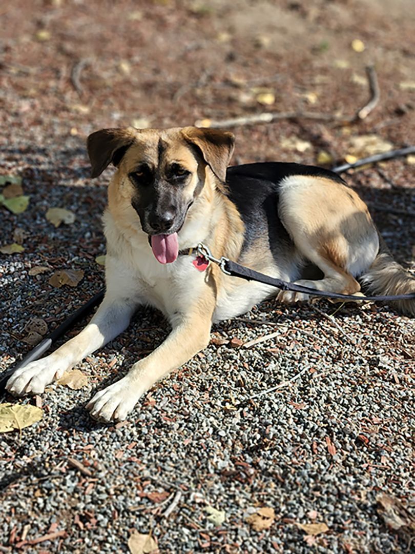 Enlarge Zendaya, a Adoptable mixed breed in Temecula, CA image 3/10