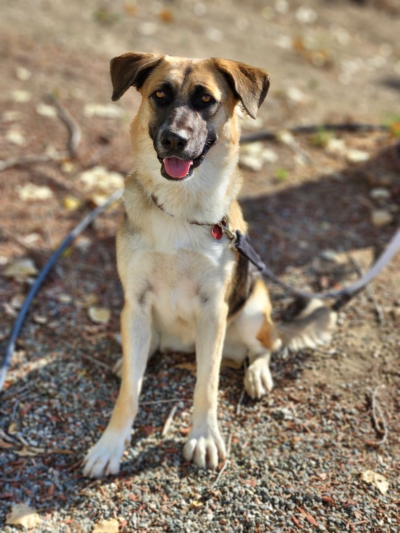 Enlarge Zendaya, a Adoptable mixed breed in Temecula, CA image 4/10
