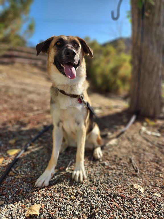Enlarge Zendaya, a Adoptable mixed breed in Temecula, CA image 5/10
