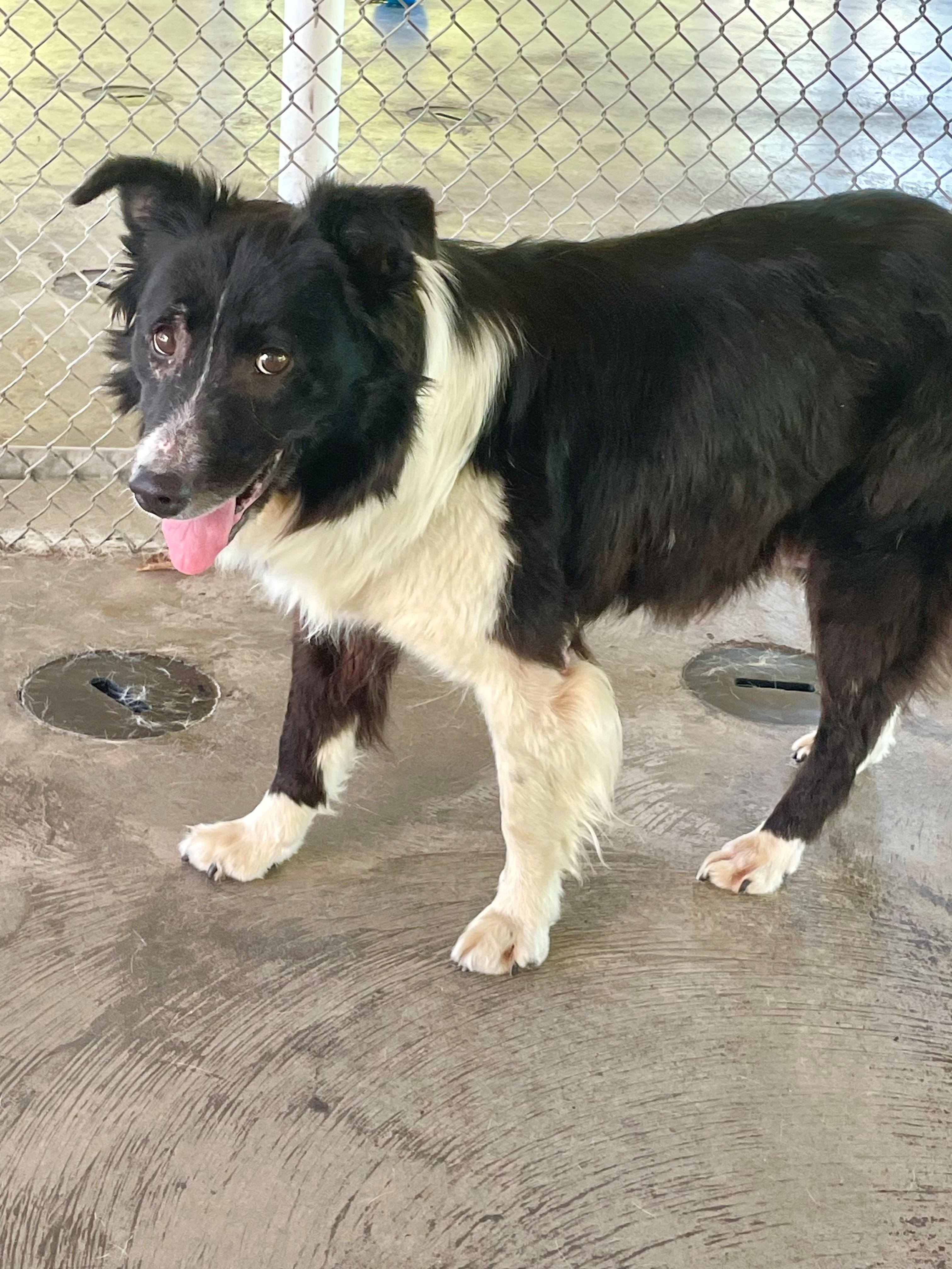Harriet, ADOPTABLE, Senior Female Border Collie.