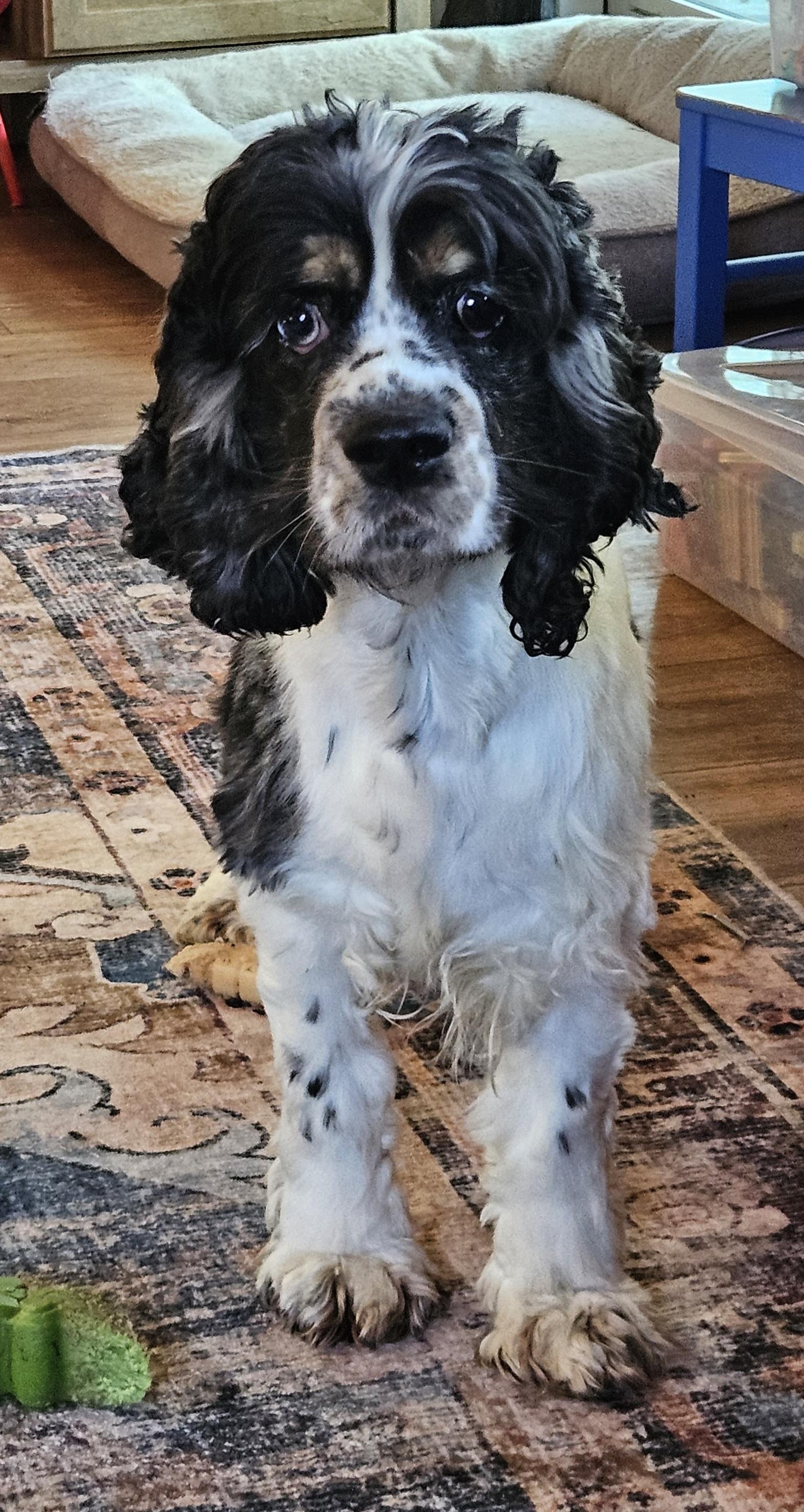 Enlarge Cassel, an adopted Cocker Spaniel in Martinsville, IN image 1/1
