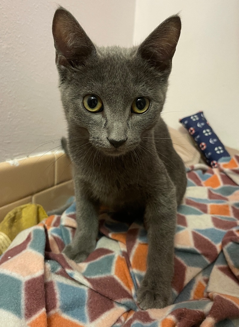 Elm, Adopted, Kitten Male Domestic Short Hair.