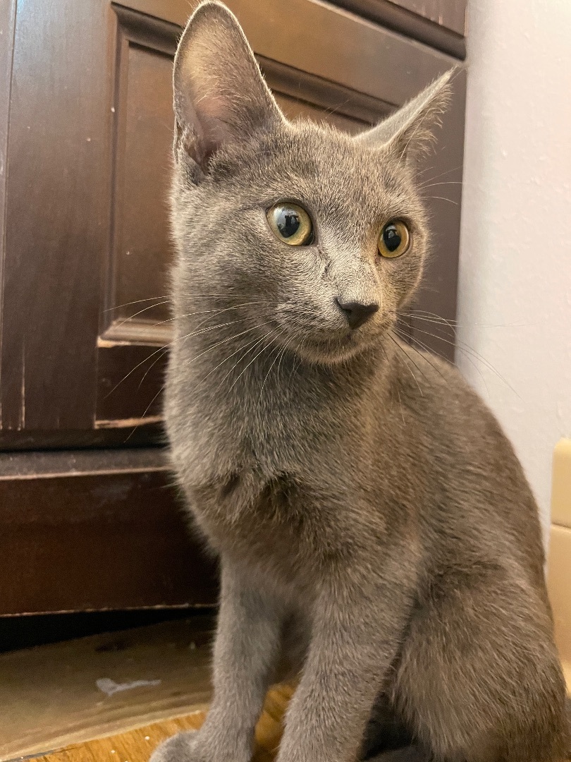 Enlarge Elm, a Adopted Domestic Short Hair in Fayetteville, AR image 2/13