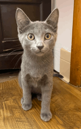 Enlarge Elm, a Adopted Domestic Short Hair in Fayetteville, AR image 3/13