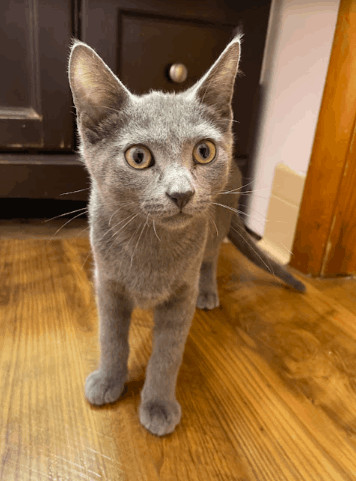 Enlarge Elm, a Adopted Domestic Short Hair in Fayetteville, AR image 4/13