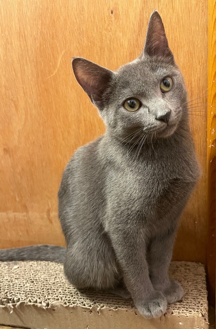 Enlarge Elm, a Adopted Domestic Short Hair in Fayetteville, AR image 5/13