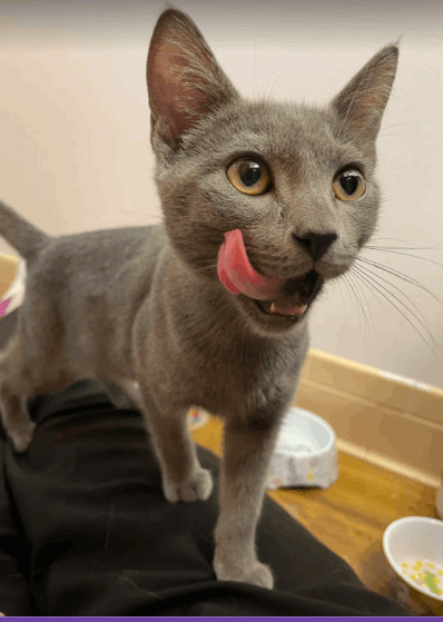 Enlarge Elm, a Adopted Domestic Short Hair in Fayetteville, AR image 6/13