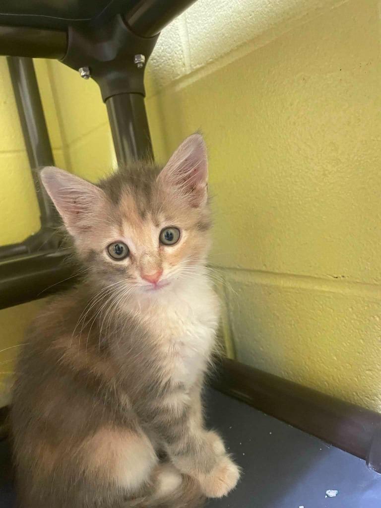 Enlarge Eternal Star, a Adoptable mixed breed in Hamilton, OH image 1/1