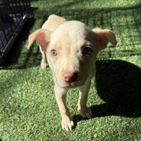 Fusili — thumbnail 2