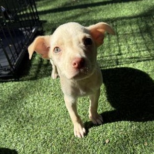 Fusili — thumbnail 5