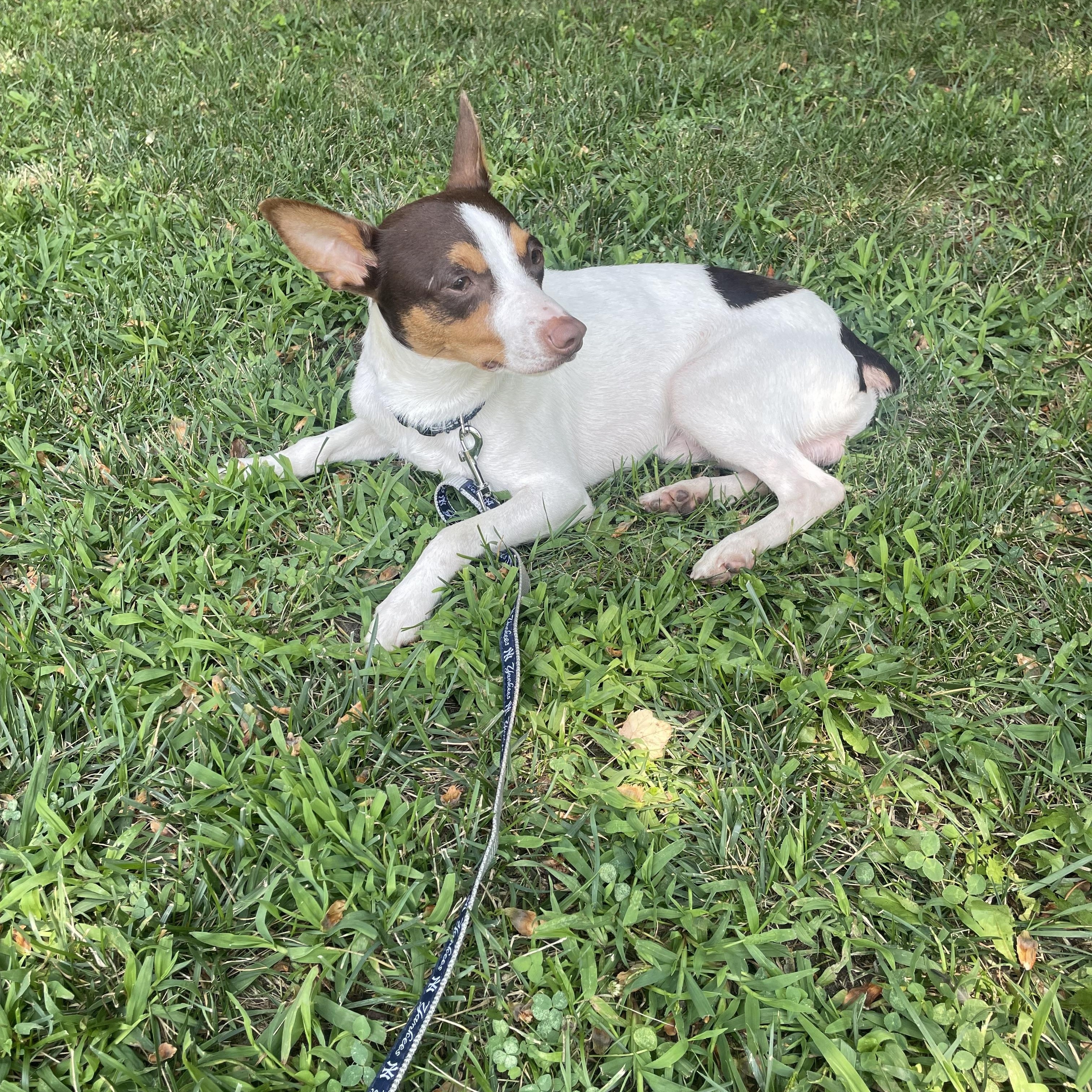 Enlarge Gus, a Adopted Rat Terrier in Saratoga Springs, NY image 3/4