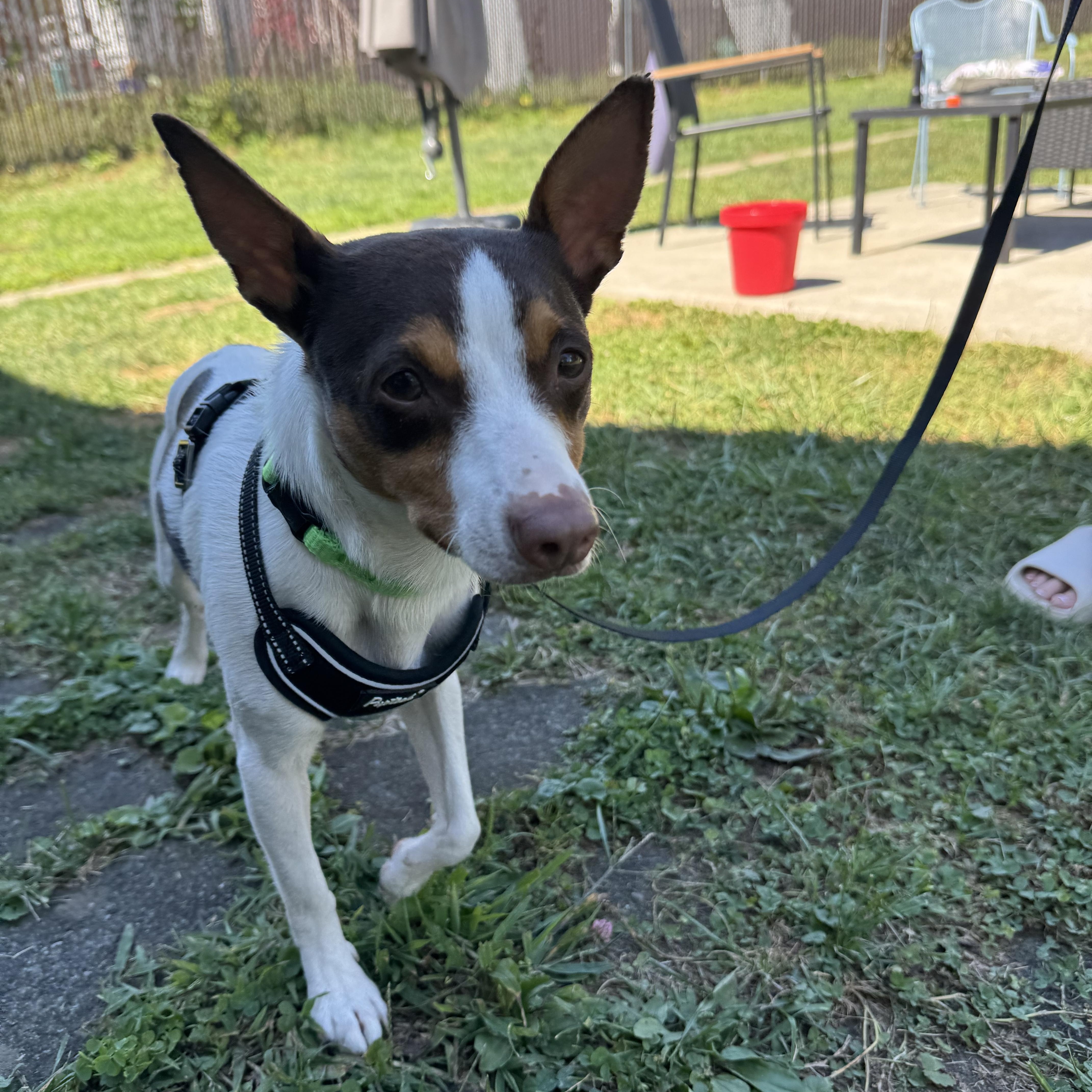 Enlarge Gus, a Adopted Rat Terrier in Saratoga Springs, NY image 2/4