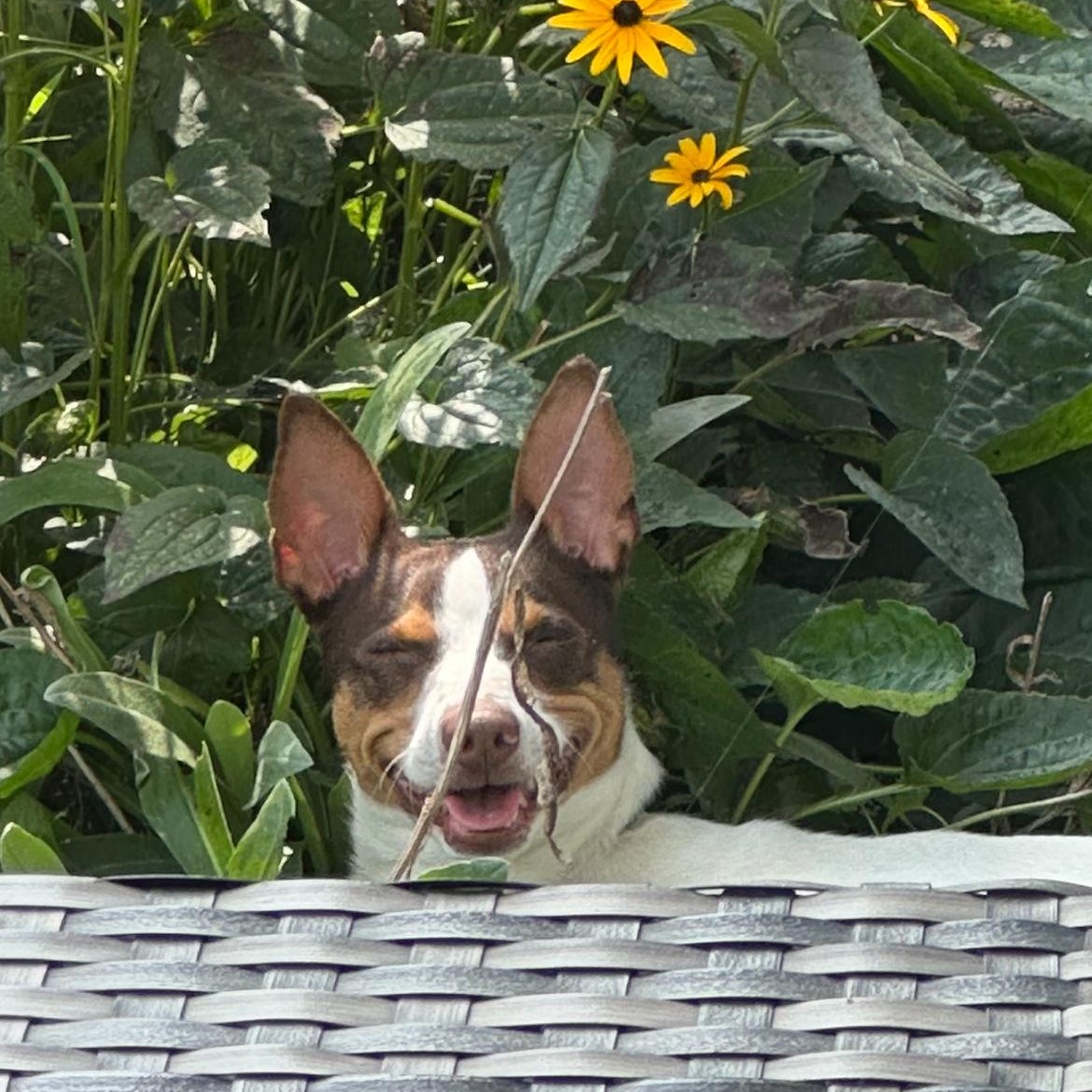 Gus, Adopted, Young Male Rat Terrier.