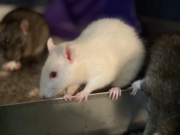 Amaryllis, Adoptable, Adult Female Rat.