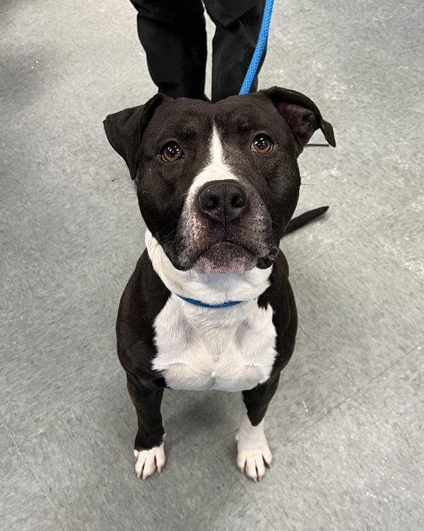 Enlarge Rhino - In Foster, a Adoptable mixed breed in Richmond, VA image 3/4