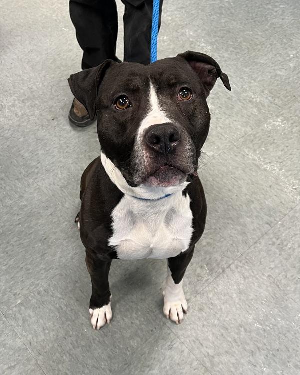 Enlarge Rhino - In Foster, a Adoptable mixed breed in Richmond, VA image 4/4