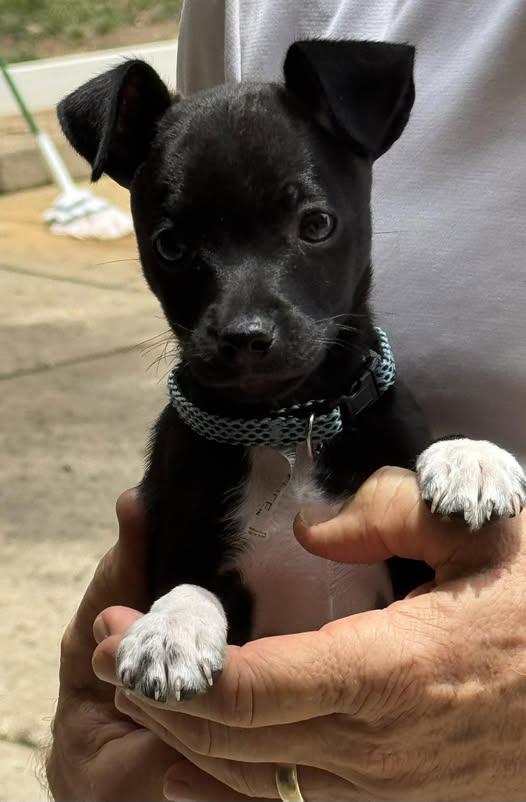 Soks, a Adoptable mixed breed in Matthews, NC image 2/3