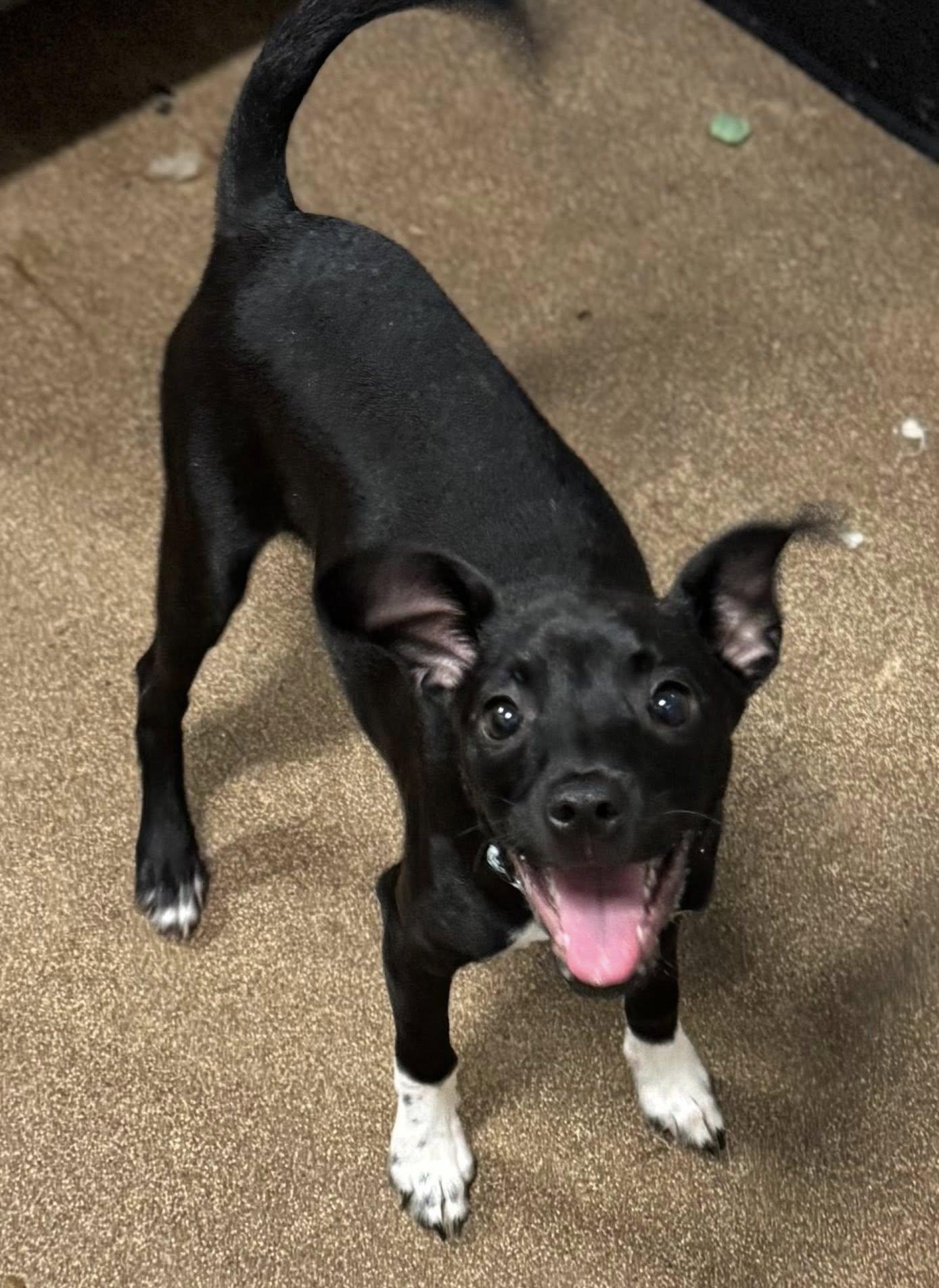 Soks, a Adoptable mixed breed in Matthews, NC image 1/3