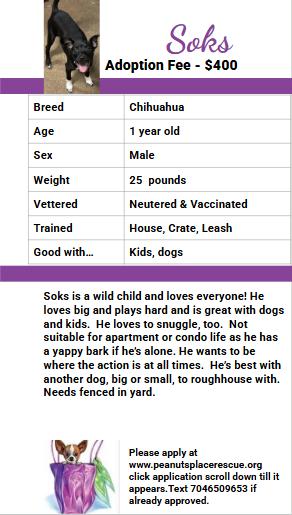 Enlarge Soks, an adopted mixed breed in Matthews, NC image 4/4