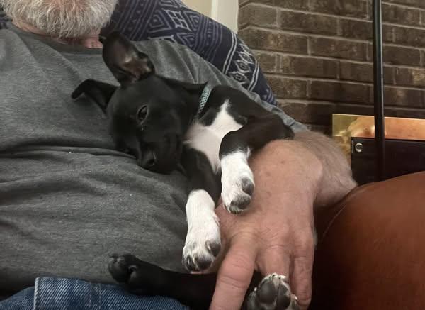 Soks, a Adoptable mixed breed in Matthews, NC image 3/3