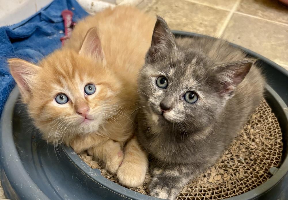 Tami, Adoptable, Kitten Female Domestic Short Hair.