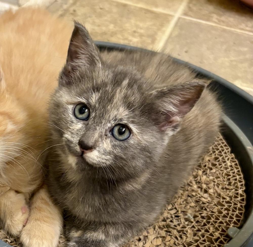 Tami, a Adoptable Domestic Short Hair in Henrico, VA image 2/2