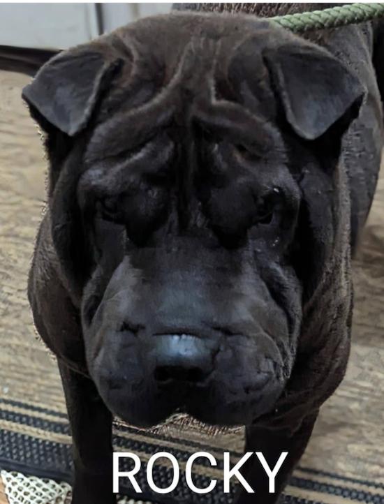 ROCKY, Adoptable, Adult Male Shar-Pei.