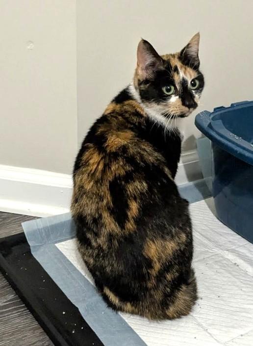 Enlarge Callie, a ADOPTABLE Calico in New Albany, OH image 4/4