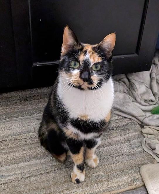 Enlarge Callie, a ADOPTABLE Calico in New Albany, OH image 1/4