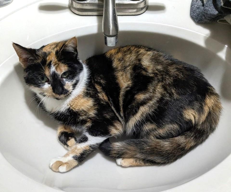 Enlarge Callie, a ADOPTABLE Calico in New Albany, OH image 3/4