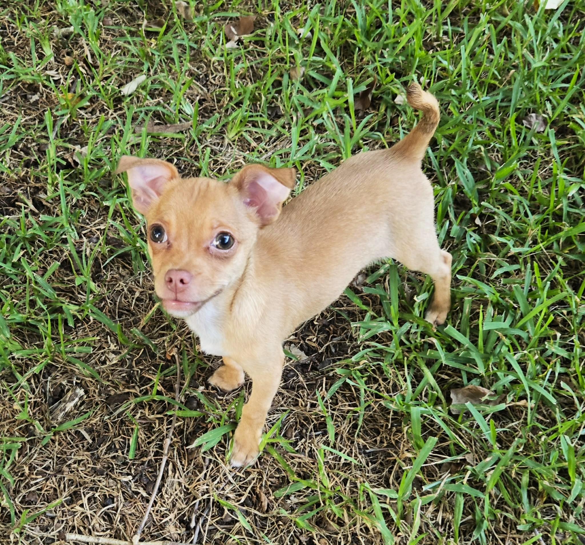 Charlie, a ADOPTABLE mixed breed in Anderson, SC image 1/3