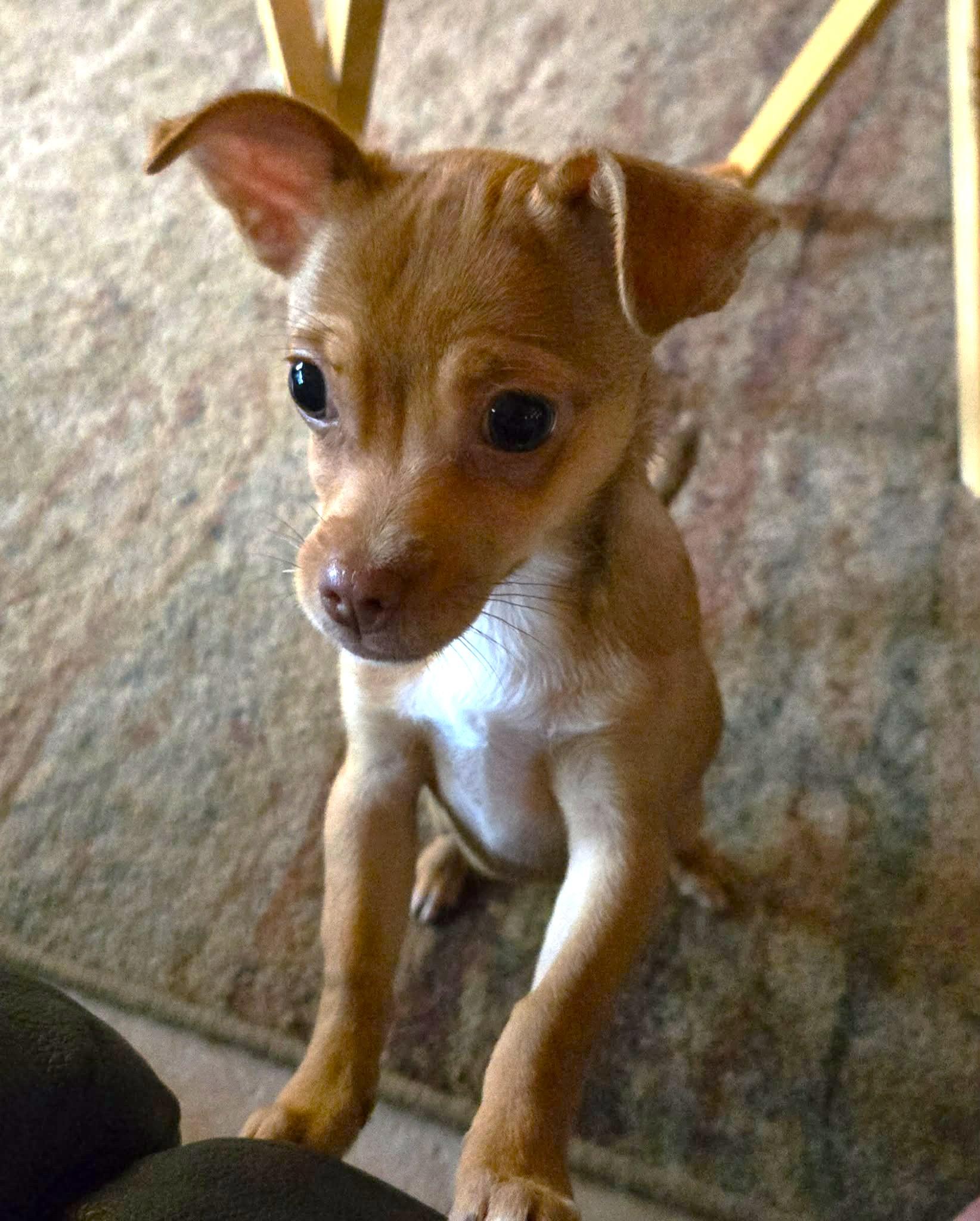 Charlie, ADOPTABLE, Puppy Male Chihuahua.
