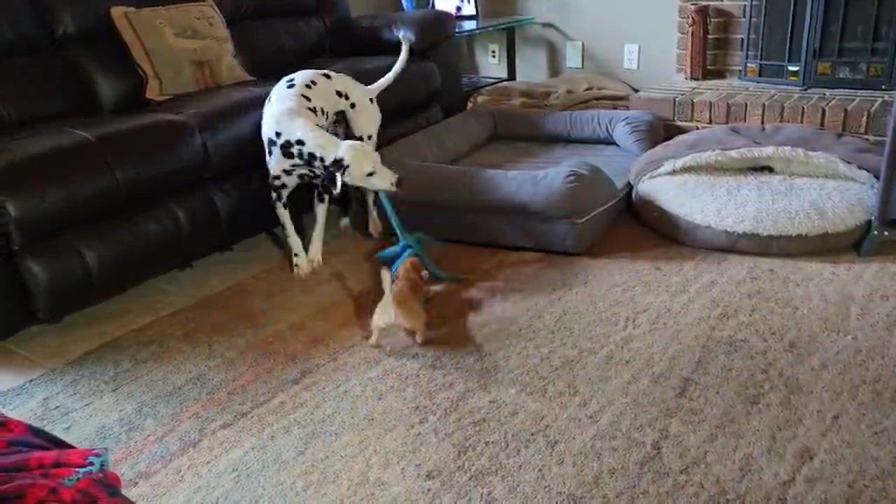 Enlarge Charlie, a ADOPTABLE mixed breed in Anderson, SC video 3/3