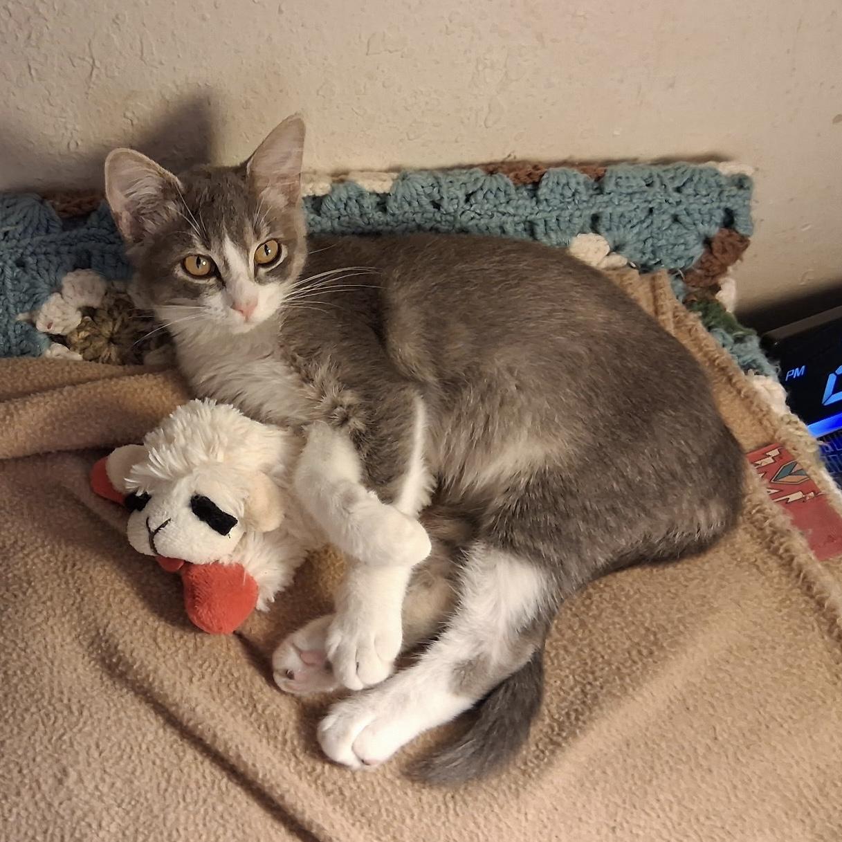 Apple Strudel, adopted, Young Female Domestic Short Hair.