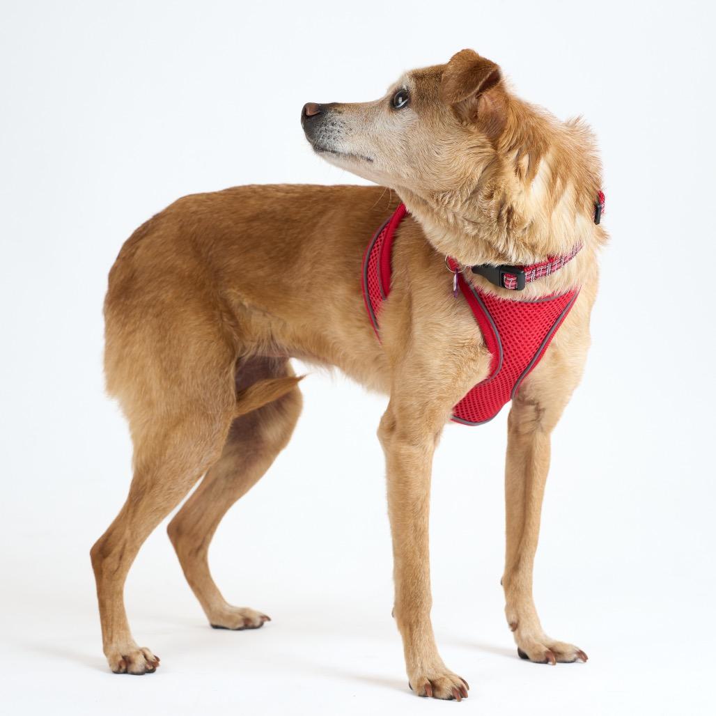 Cottage 13939, Adoptable, Senior Female Chihuahua.