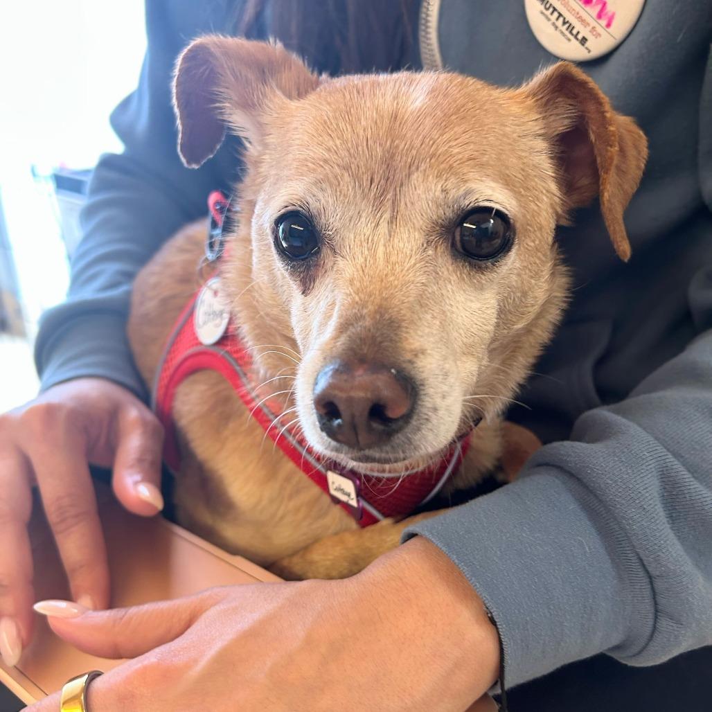 Enlarge Cottage 13939, a Adoptable Chihuahua in San Francisco, CA image 2/6