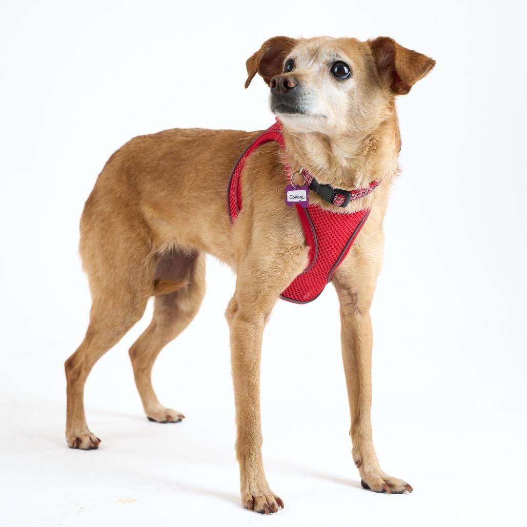 Enlarge Cottage 13939, a Adoptable Chihuahua in San Francisco, CA image 3/6