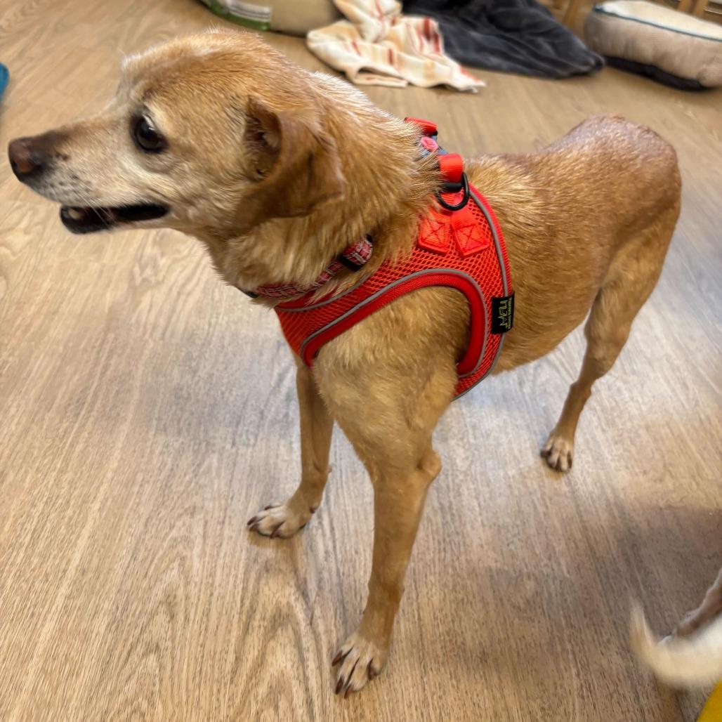 Enlarge Cottage 13939, a Adoptable Chihuahua in San Francisco, CA image 4/6