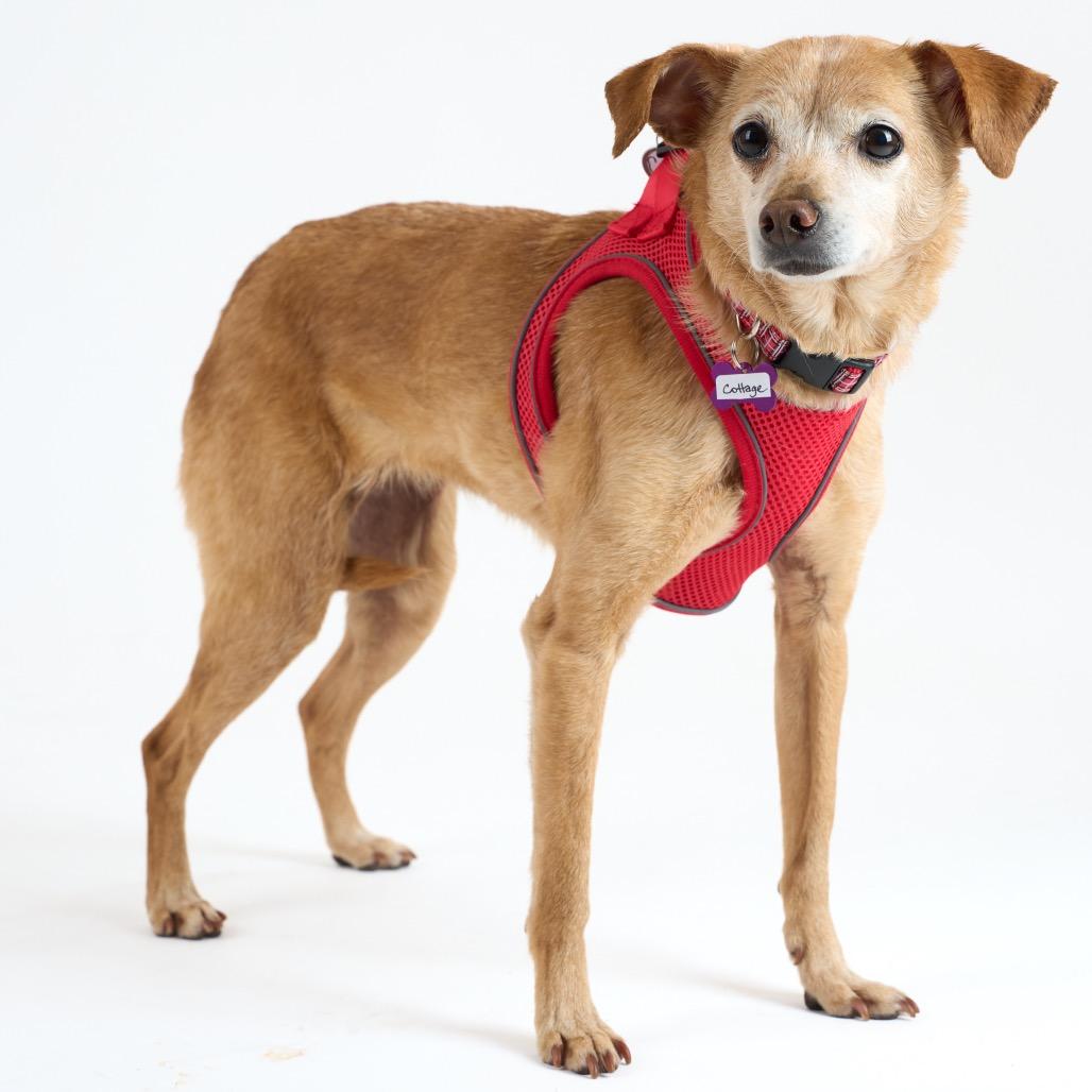 Enlarge Cottage 13939, a Adoptable Chihuahua in San Francisco, CA image 5/6